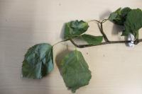 Betula papyrifera (Bříza papírovitá)