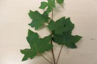 Acer campestre (Javor babyka)