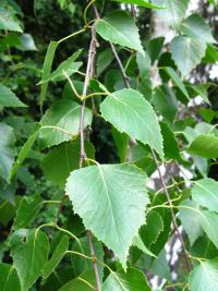 Betula pendula (Bříza bělokorá)