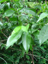 Prunus x amygdalopersica (Mandlobroskvoň)