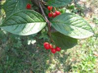 Cotoneaster bullatus (Skalník puchýřnatý)