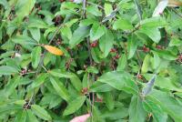 Elaeagnus umbellata (Hlošina okoličnatá)