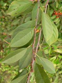 Prunus x eminens (Třešeň prostřední)
