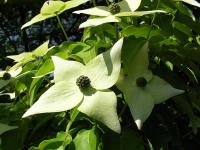 Cornus kousa (Svída japonská)