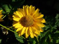 Heliopsis helianthoides (Janeba drsná)