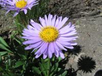 Aster alpinus (Hvězdnice alpská)
