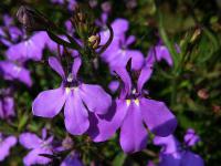 Lobelia erinus (Lobelka drobná)