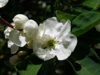 Exochorda racemosa (Hroznovec hroznatý)
