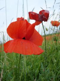Papaver rhoeas (Mák vlčí)