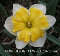 Narcissus (Narcis 'Sovereign' - Collar narcisy)