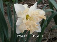 Narcissus (Narcis 'Waltz' - Collar narcisy)