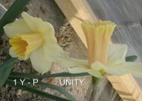 Narcissus (Narcis 'Unity' - Trubkovité narcisy)