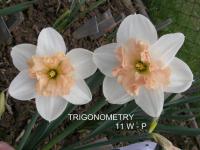 Narcissus (Narcis 'Trigonometry' - Collar narcisy)