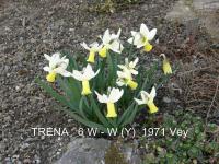 Narcissus (Narcis 'Trena' - Cyclamineus narcisy)