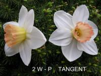 Narcissus (Narcis 'Tangent' - Velkokorunné narcisy)