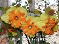 Narcissus (Narcis 'Spanish Fiesta' - Collar narcisy)