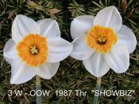 Narcissus (Narcis 'Showbiz' - Malokorunné narcisy)
