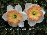 Narcissus (Narcis 'Eclat' - Velkokorunné narcisy)