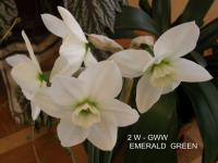 Narcissus (Narcis 'Emerald Green' - Velkokorunné narcisy)