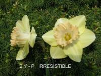 Narcissus (Narcis 'Irresistible' - Velkokorunné narcisy)