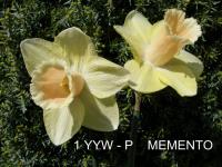 Narcissus (Narcis 'Memento' - Trubkovité narcisy)
