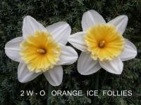 Narcissus (Narcis 'Orange Ice Follies' - Velkokorunné narcisy)