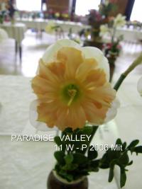 Narcissus (Narcis 'Paradise Valley' - Collar narcisy)