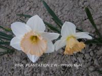 Narcissus (Narcis 'Pink Plantation' - Velkokorunné narcisy)