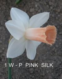 Narcissus (Narcis 'Pink Silk' - Trubkovité narcisy)