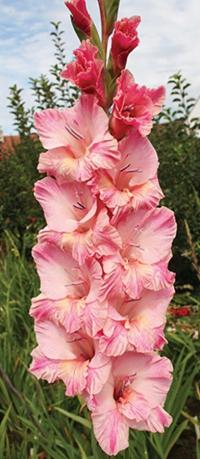 Gladiolus (Mečík 'Procyon Exotic')