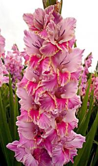 Gladiolus (Mečík 'Amis')