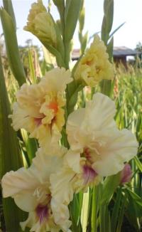 Gladiolus (Mečík 'Merylin')