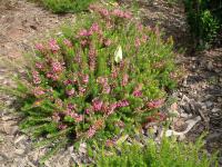 Calluna (Vřes)