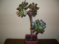 Aeonium arboreum var atropurpureum (Eonium stromkovité)