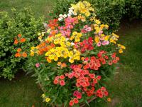 Nemesia (Hledíkovka)