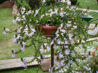 Scaevola (Vějířovka)