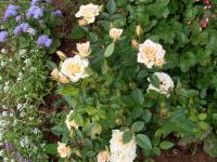 Rosa (Růže - mini růže)