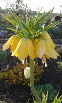 Fritillaria imperialis (Řebčík královský 'Lutea')