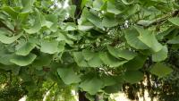 Ginkgo biloba (Jinan dvoulaločný)