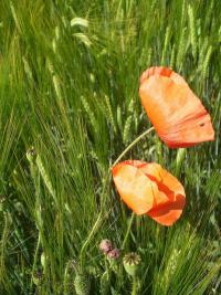 Papaver rhoeas (Mák vlčí)