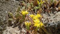 Sedum acre (Rozchodník ostrý)