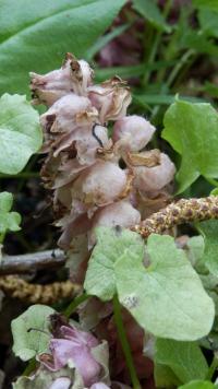 Lathraea squamaria (Podbílek šupinatý)