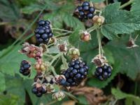 Rubus fruticosus