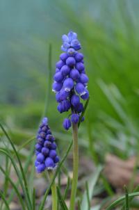 Muscari armeniacum (Modřenec arménský)