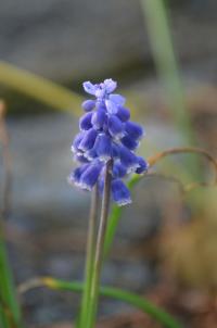 Muscari armeniacum (Modřenec arménský)