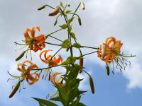 Lilium henryi (Lilie Henryova)