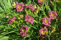 Hemerocallis (Denivka)