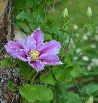 Clematis (Plamének)