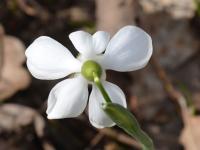 Galanthus nivalis (Sněženka podsněžník)