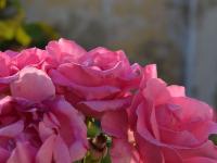 Rosa (Růže 'Queen Elizabeth')